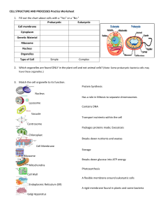 Cell Structure and Processes Practice Worksheet