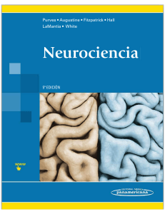 Neuroscience 5th Edition - Purves, Augustine, Fitzpatrick, Hall, LaMantia, White