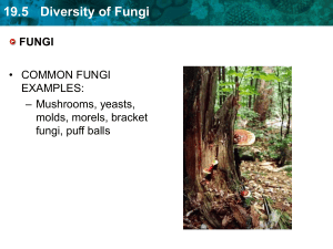 Diversity of Fungi: Types, Characteristics, and Ecology