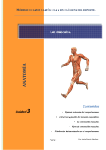 M&oacute;dulo de Anatom&iacute;a Muscular para Deporte