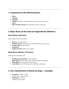 Skeletal System Components & Bone Classification
