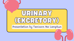 Urinary (Excretory) System Presentation