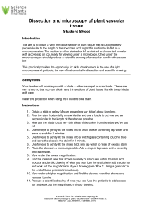 Dissection & Microscopy of Plant Vascular Tissue Student Sheet
