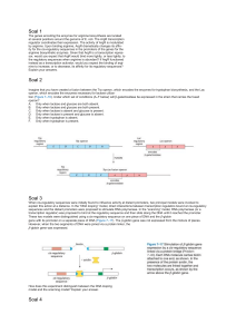 Molecular Biology Gene Regulation Problems