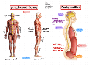 Anatomy & Physiology: Directional Terms & Body Cavities