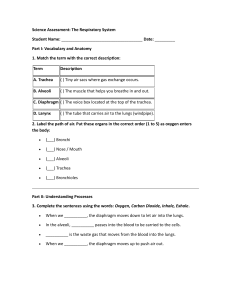 Science Assessment: Respiratory System Worksheet