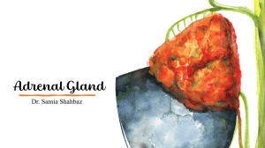 Adrenal Gland Anatomy & Physiology