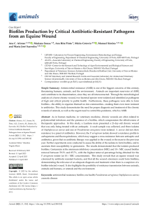 Biofilm Production by Antibiotic-Resistant Pathogens in Equine Wound