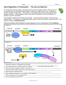 Gene Regulation in Prokaryotes: Lac & Trp Operons Worksheet