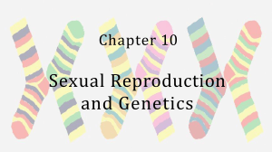 Chapter 10: Sexual Reproduction and Genetics