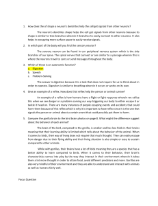 Neuron and Brain Function Worksheet