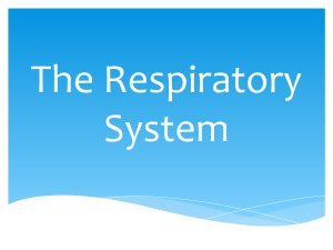 The Respiratory System: Breathing and Gas Exchange