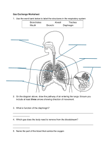 Gas Exchange Worksheet: Respiratory System Labeling & Questions