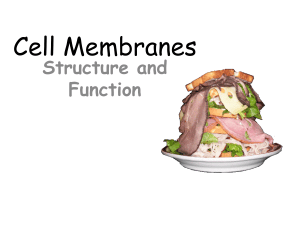 Cell Membranes: Structure and Function
