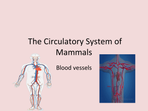 Circulatory System of Mammals: Blood Vessels