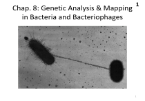Genetic Analysis & Mapping in Bacteria and Bacteriophages