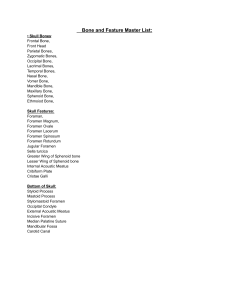Bone and Feature Master List: Skull Anatomy Terms