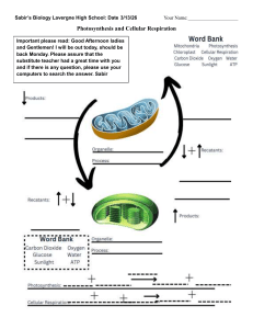 Photosynthesis and Cellular Respiration Worksheet