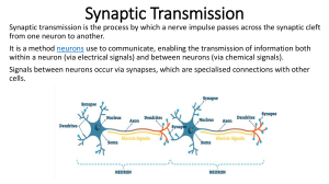 Synaptic Transmission: Neuron Communication Process