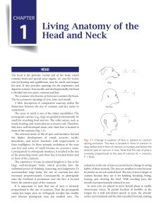Living Anatomy of Head and Neck - Chapter 1