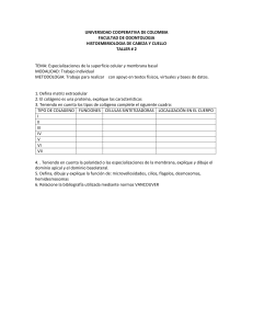 Taller #2: Especializaciones de la superficie celular y membrana basal