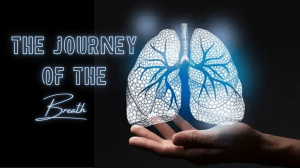 The Journey of the Breath: Human Respiration