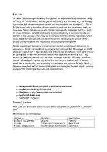 Effect of Seed Density on Bean Growth: Experiment Report
