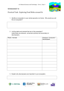 Grade 6 Food Webs Worksheet: Practical Task