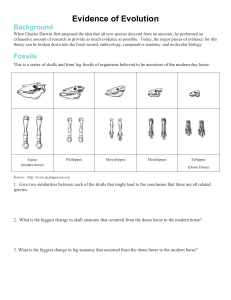 Evidence of Evolution Worksheet