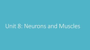 Unit 8: Neurons and Muscles