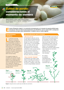 Cultivo de poroto: consideraciones al momento de siembra