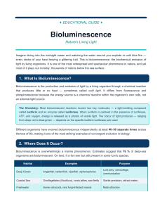 Bioluminescence: Nature's Living Light Educational Guide