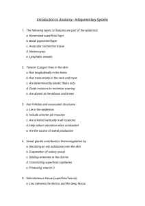 Introduction to Anatomy: Integumentary System Quiz
