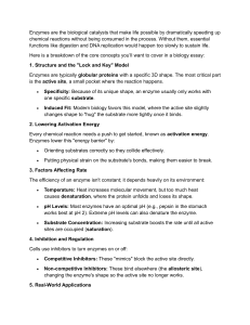 Enzymes: Biology Essay Guide