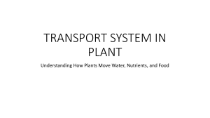 Plant Transport System: Water, Nutrients, Food