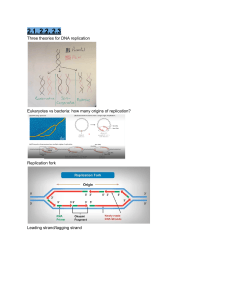 DNA Replication: Theories, Forks, and Telomeres