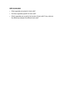 Brain Cell Organelles: Study Guide & Questions