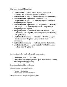 &Eacute;tapes du Cycle de Krebs, Glucon&eacute;ogen&egrave;se, Voie des Pentoses Phosphates