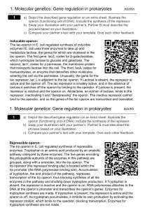 Gene Regulation in Prokaryotes: Lac & Trp Operons Worksheet