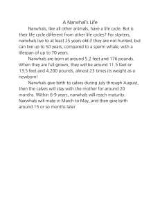 Narwhal Life Cycle: Facts & Information
