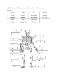 Label Skeletal & Muscular System Bones & Muscles Worksheet