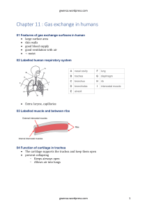 Chapter 11: Gas Exchange in Humans
