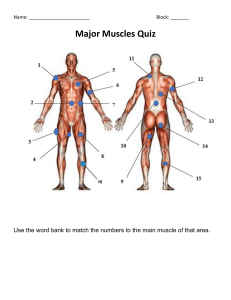 Major Muscles Quiz: Anatomy & Exercises