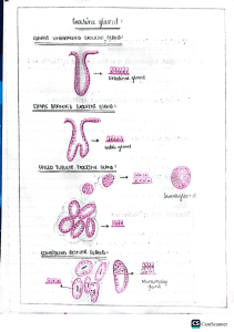 Exocrine Gland Types and Diagrams