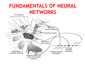Fundamentals of Neural Networks: Biological & Artificial