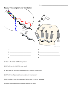 Transcription and Translation Review Worksheet