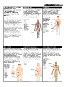 Human Body Systems Notes: Circulatory, Digestive, Endocrine