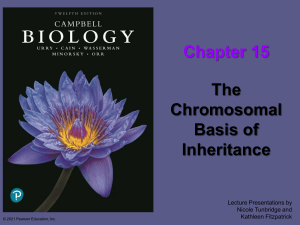 Chapter 15: The Chromosomal Basis of Inheritance