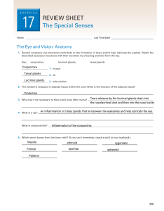 Exercise 17: The Special Senses Review Sheet