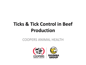Ticks & Tick Control in Beef Production